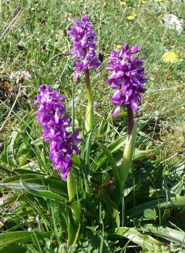 orchideen